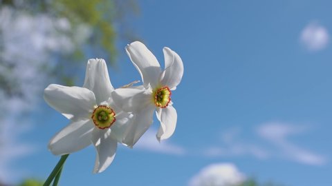 A pair of Pheasants Eye Daffodils move around in a a soft spring wind against a blue sky.