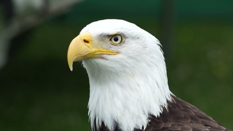 Bald Eagle turning head. Close up of the USA National symbol perched outdoors. Haliaeetus leucocephalus. Head shot. Slow motion. Stock Video Clip Footage