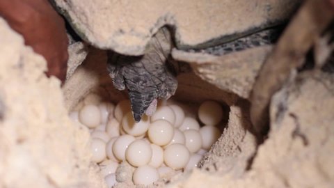 Sea turtles lay eggs on the beach