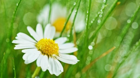 Chamomile flower ( bellis perennis )with drops of water on the green background. Super slow motion filmed on high speed cinematic camera.