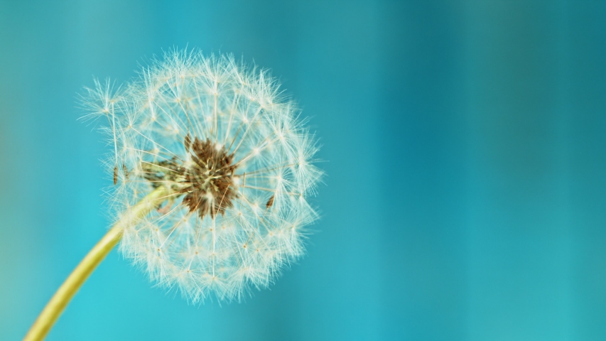 Macro Shot of Dandelion being blown in super slow motion. Filmed on high speed cinematic camera at 1000 fps. Royalty-Free Stock Footage #1051434481