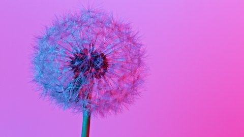 Macro Shot of Dandelion being blown in super slow motion on neon background. Filmed on high speed cinematic camera at 1000 fps.