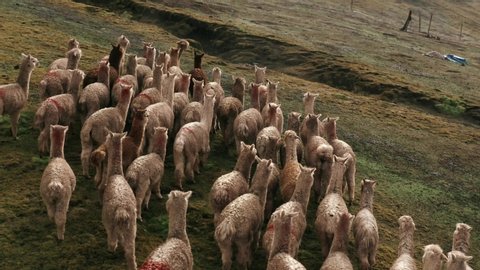 Lamas in the middle of the Peruvian Andes