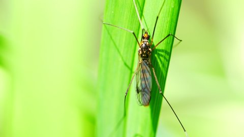 4K Extreme close up macro view of a Giant Mosquito called Craneflies with long legs on green leaf background. Tipula Oleracea