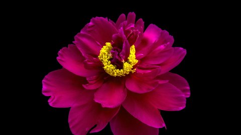 Timelapse of pink peony flower blooming on black background,