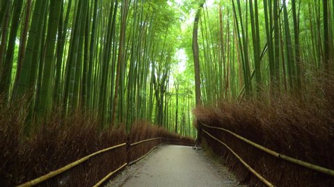 KYOTO, JAPAN - CIRCA 2010s - Footage is filmed along a walkway in the Arashiyama Bamboo Forest of Kyoto, Japan.