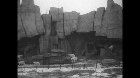 CIRCA 1934 - Numerous polar bears and their cubs are seen climbing and swimming in a zoo enclosure.