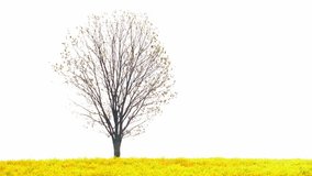 Rapeseed field and lonely tree in spring time