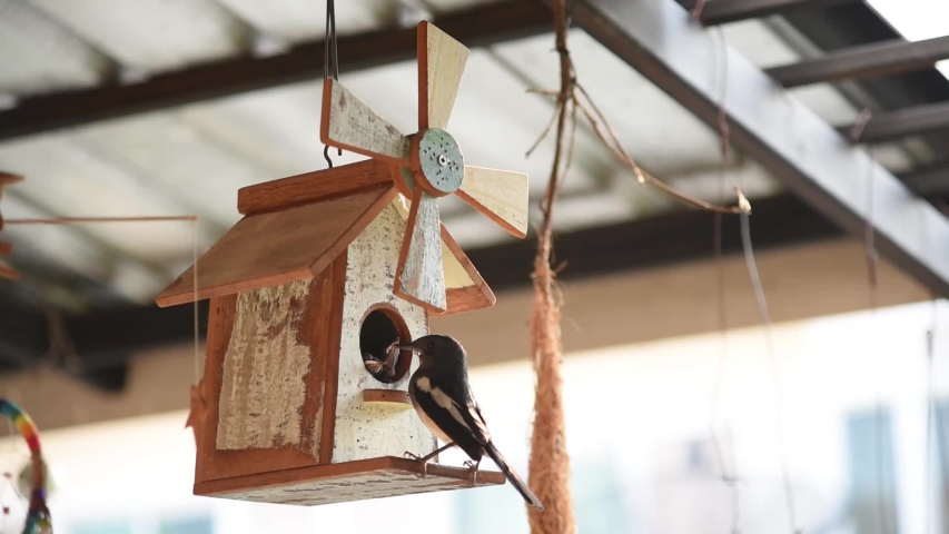 The mother bird is feeding the baby.