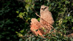 Great Horned Owl Video Clip in 4k