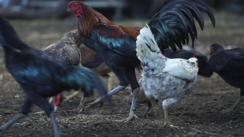 Rooster Cocks Accelerate Length Spur Beak Strength Sticky Predator Fighting Thai 