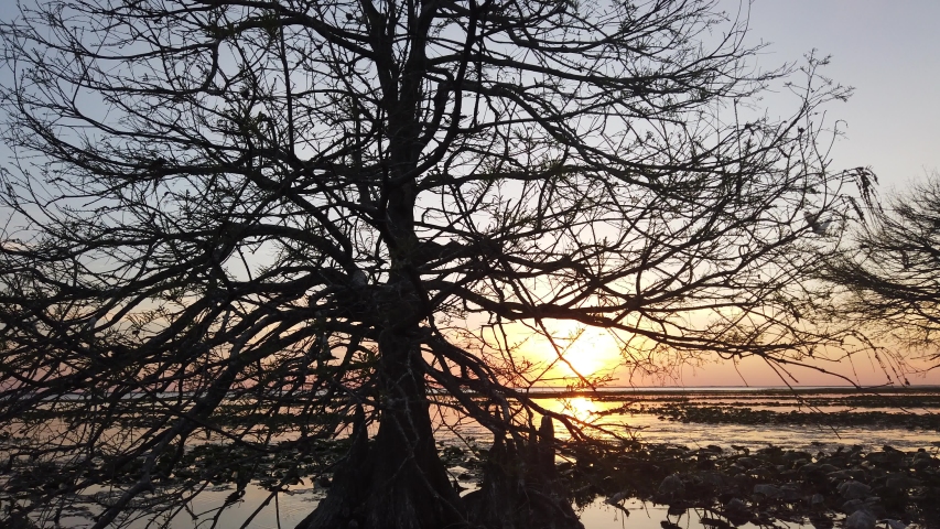 Closeup Circling Around Tree In Florida Everglades At Sunset On Water In Airboat 001