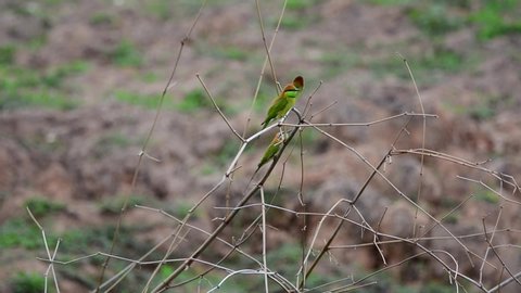 little green bee-eaters in tree