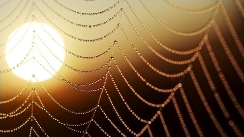 Spider web with water drops waving in the wind during sunrise. Rising sun in the background. Slow motion shot