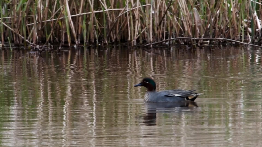 Male blue-winged teal in water image - Free stock photo - Public Domain ...