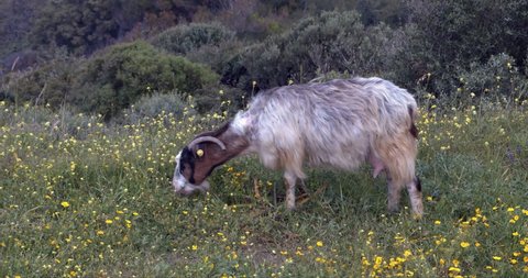 Goat eating fresh grass in the mountain