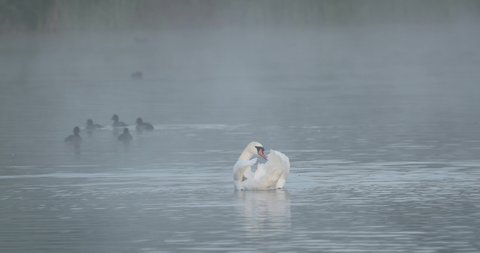 Mute Swan (Cygnus olor) preening feathers whilst floating through misty water on lake in early morning