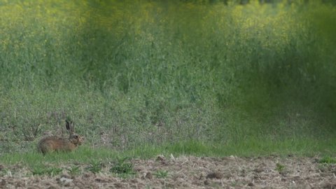 European Brown Hare (Lepus europaeus) feeding on edge of oilseed rape field in springtime