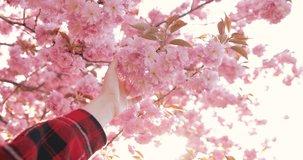 POV female hand touching flowers on blooming tree at sunlight. First person view woman under blossom cherry, hand moving in air playing with sun came through fingers against branches covering sakura