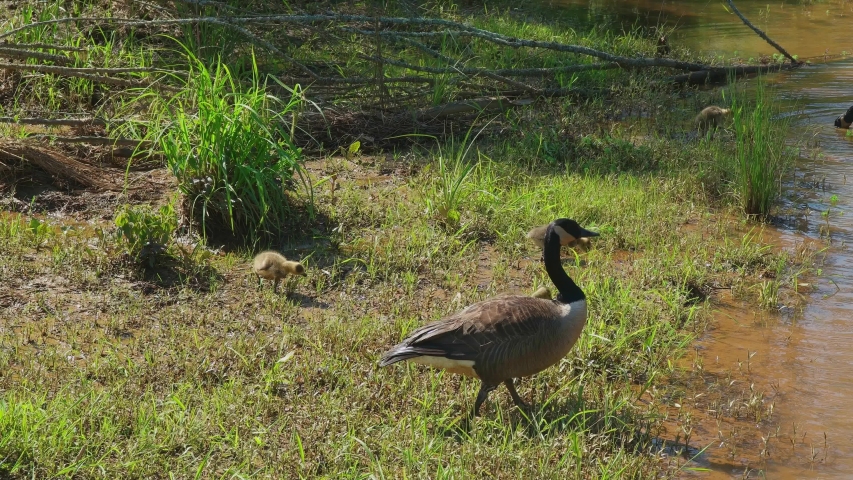 Family of Geese and Goslings swimming image - Free stock photo - Public ...