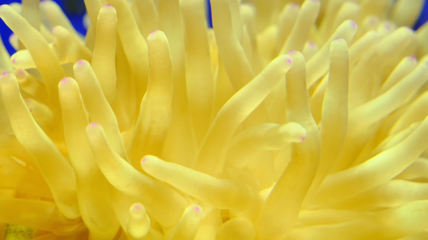Beautiful sea flower in underwater world