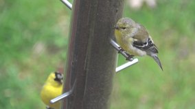 A pair of American Goldfinch eating thistle seeds on the bird feeder
