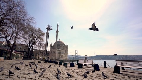 Istanbul, Turkey 25 March, 2020: COVID-19 Pandemic Curfew Ortakoy Square And Ortakoy Mosque with pigeons.