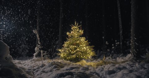 Christmas tree in dark winter forest at night