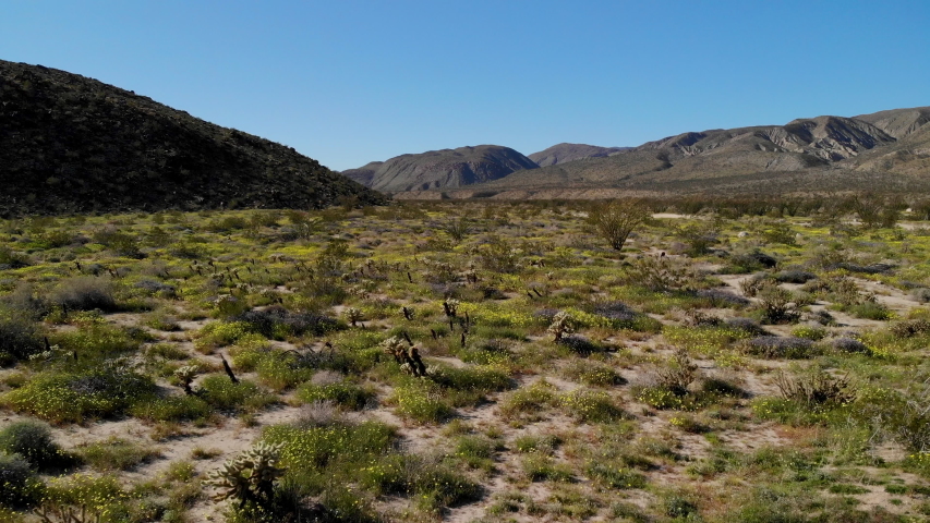 Cinematic aerial flyover of wildflowers super bloom at Anza Borrego Desert State Park in Southern California