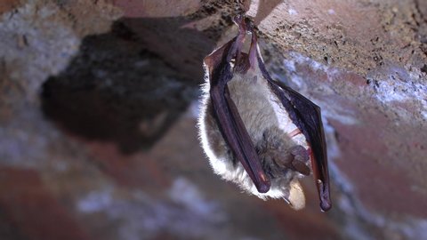 Close up strange animal Natterer's bat Myotis nattereri hanging upside down on top of cold brick arched cellar awaked drinking by licking water drops on wings after hibernating. Creative wildlife take