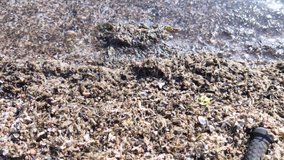 Macro video of the bodies of mosquitoes in the water. Many one-day mosquitoes died and fell into the water. The shore of the reservoir is strewn with decaying corpses of insects. Ecological disaster.