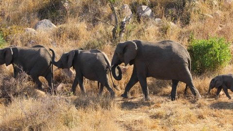 Herd of African elephants (Loxodonta africana) walking in line, Kruger National Park, South Africa