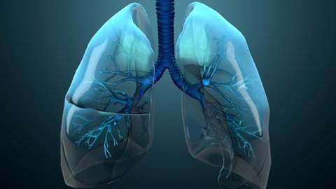 Damage lungs, severe respiratory illness, pneumonia, ARDS, acute respiratory distress syndrome caused by the coronavirus