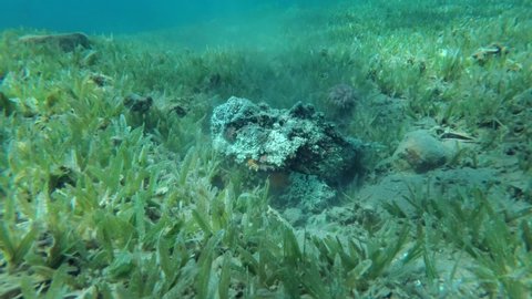 Reef Stonefish (Synanceia verrucosa) buried to the sand on seabed covered green sea grass. Close-up, Slow motion, Camera zooming. Red Sea, Egypt
