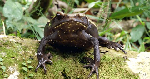 Amazonian Spotted Toad (Rhaebo guttatus). On a log in the rainforest, Ecuador. This toad only has one eye.