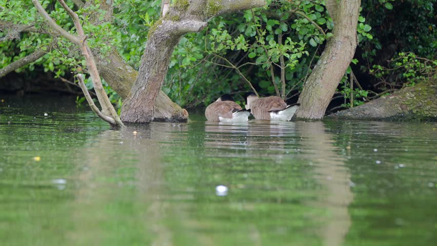 goose in a pond in search of food.