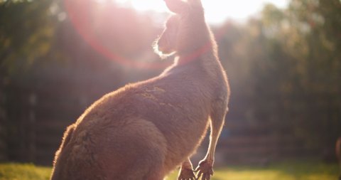 Behind shot of an eastern grey kangaroo at sunset, with beautiful cinematic sun flares. BMPCC 4K
