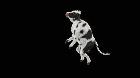 Cow Dance CG fur 3d rendering animal realistic CGI VFX Animation Loop  composition 3d mapping cartoon, Included in the end of the clip with Alpha matte.