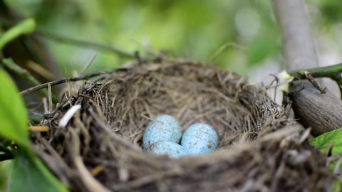 The common blackbird Turdus merula blue colored eggs in a nest. Close-up view of four blue eggs in a nest. of the black bird also known as Eurasian blackbird in Spain, 2020