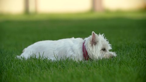 4k, Small cute dog west highland white terrier with red collar with metal bone lays on the green grass with small ball, somersaults and keeps toy in her teeth, lying on the lawn on her back.