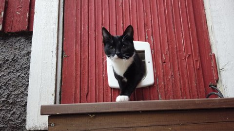 Domestic cat using cat flap and comes out independently.