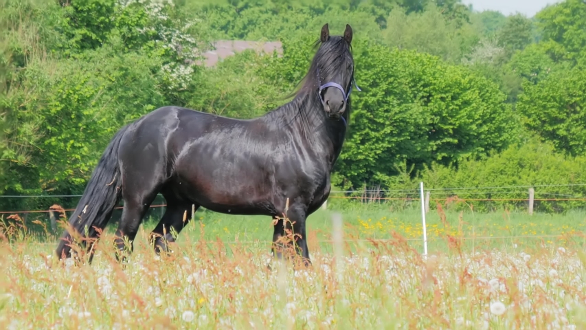 Black Horse running in high grass, long mane and horsetail,
