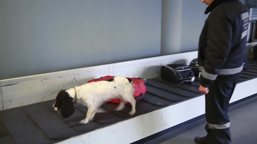 dog conveyor belt