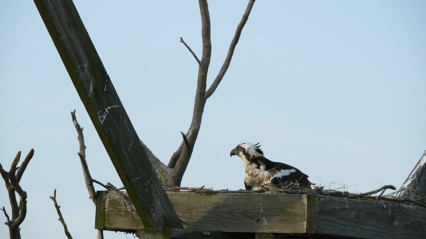 Male Osprey Flies into Nest Carrying Fish for Female and Baby Chicks