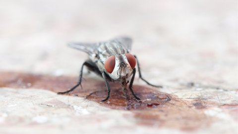 The housefly feeds on leftovers on the table, macro view. The fly sucks the garbage, close up.