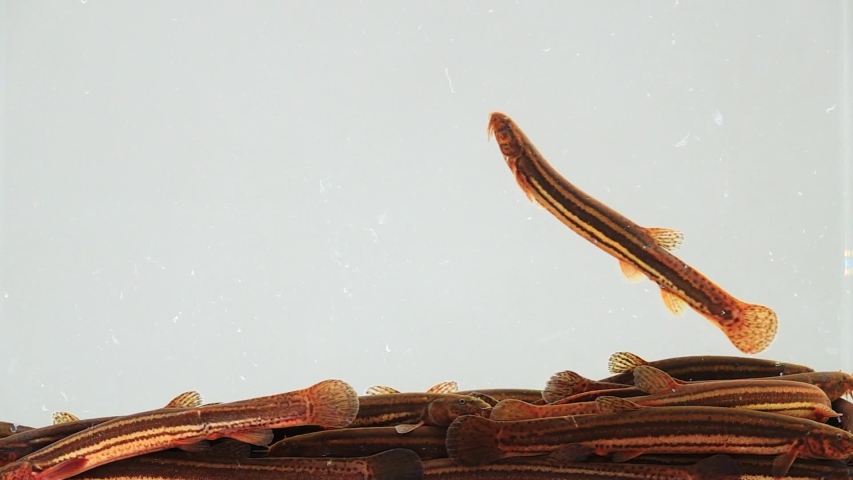 Slow motion. Loach fish isolated on a white screen