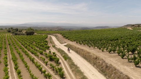 La Rioja Wine Region Spain. 4k DRONE aerial view. Vineyards growing grapes for red wine. Green rolling hills. Dramatic landscape. Viticulture, scenic, drinking. Couple Walking. Cinematic.