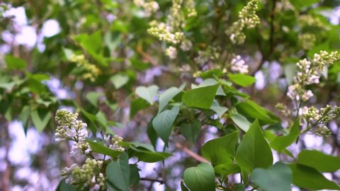 White lilac. Tender branches of lilac sway in the wind. Beautiful video with a white lilac. Slow motion. High quality video.