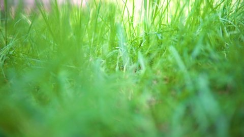 Green grass sways in the wind. Close-up of a green meadow. Green background.