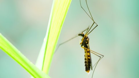 4K Extreme close up macro view of a giant mosquito in action hanging on a leaf then fly away. Green background with bokeh effect. Slow Motion.